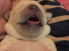 -中农大我爱我爱24h动物医院·中医针灸·猫专科·骨科医疗中心(双井店)