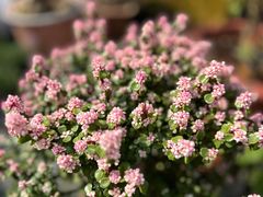 -龙大花卉苗木市场