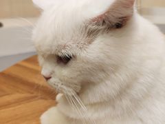 -飞行喵MR PILOT|猫舍·猫咖(静安大融城店)