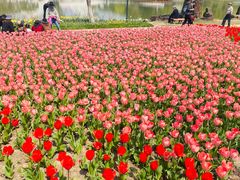 -上海鲜花港