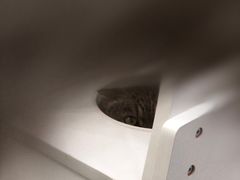 -喵园·猫主题咖啡厅·撸猫·猫咖(国贸店)