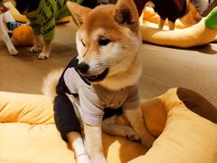-逗柴咖啡屋·狗咖猫咖宠物桌游