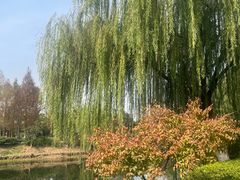 -金银湖国家城市湿地公园