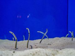 -上海海洋水族馆