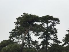 -清西陵