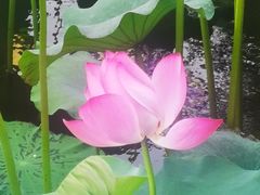 -上海市保健医疗中心