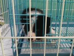 -龟与熊猫宠物公园(南坪店)