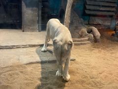 -清迈夜间动物园