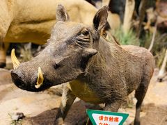 -山东博物馆
