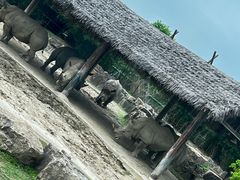 -上海野生动物园