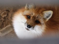 -宫城藏王狐狸村