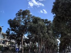 -海埂大坝