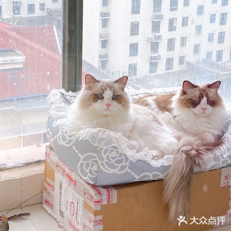 上海猫咪口腔外科医院推荐：认准徐冬嫣和周珞平医生