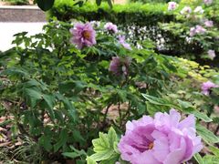 -洛阳市隋唐城遗址植物园
