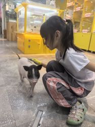 -神奇动物撸宠馆·羊驼·小浣熊·异宠(豫园店)