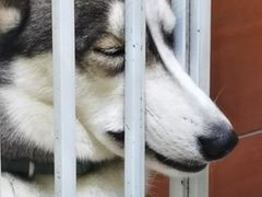 -爱诺耐芙动物医院(万博店)