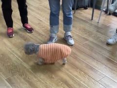 -乐派堂宠物医院·猫友好· 心脏科(东街店)