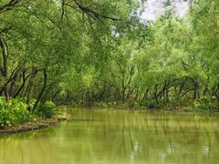 -大湾区中央湿地公园