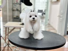 -鑫艺宠物美容培训学校