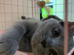 -宠颐生宠物医院·心肾内科·猫专科诊疗中心宠巢店