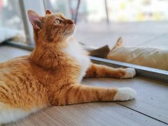 -藏猫猫咖啡主题馆(中央大道店)