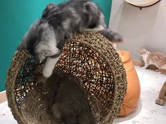 -飞行喵MR PILOT|猫舍·猫咖(静安大融城店)