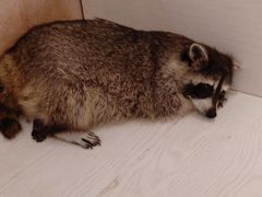 -浣熊柯尔鸭土拨鼠·电玩咖