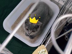 -喵zoo家庭繁育猫舍(尖东智能花园店)