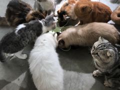 -more than meow吴止猫主题餐厅(承德 中船汇店)