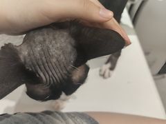 -琪喵猫屋·撸猫猫咖·猫舍