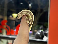 -酷以爬仙阁实体爬宠店·守宫·蜥蜴·专业繁育