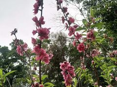 -中山市树木园