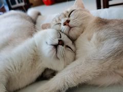 -猫大福·Fortune Cat猫舍(百子湾店)