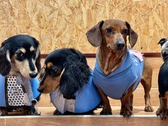 -和它·交个朋友·狗咖猫咖(爱琴海店)