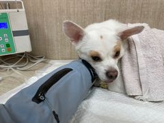 -北京观赏动物医院·24小时大型综合·猫专科·异宠专科