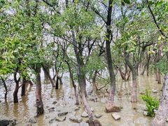 -宝安西湾红树林湿地公园