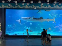 -烟台海昌鲸鲨海洋公园