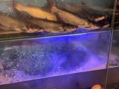 -鱼酷活鱼烤鱼(南京水游城店)