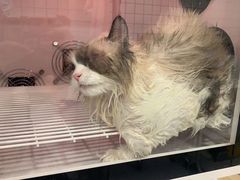 -袖虎猫馆(十亩地店)