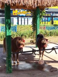 -萌宠亲子动物乐园(槐房万达店)