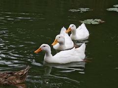 -朝阳公园