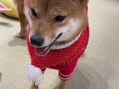 -逗柴咖啡屋·狗咖猫咖宠物桌游