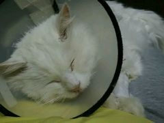 -康乐宝动物医院