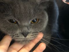 -宠爱国际动物医院· 猫科· 外科·中兽医(长白店)