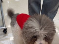 -帕帕拉兹宠物(亚洲旗舰店)