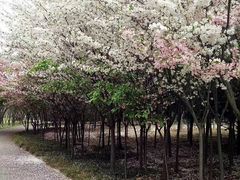 -洛阳市隋唐城遗址植物园