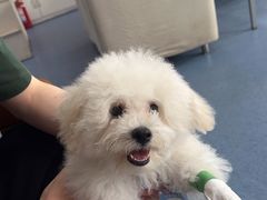 -顺强宠物诊所·狂犬免疫·夜诊·骨科(嘉定店)