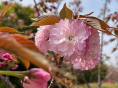 -高东镇樱花园