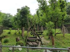 -都江堰中华大熊猫苑