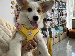 -艾贝尔宠物医院·宠保定点·超声绝育·免疫点(樱花路店)